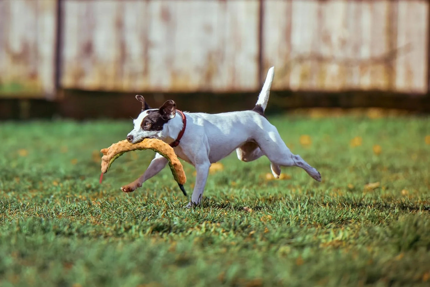 Skinneeez Extreme 24 Inch Stuffing-Free Durable Snake Dog Toy with Three Jumbo Squeakers