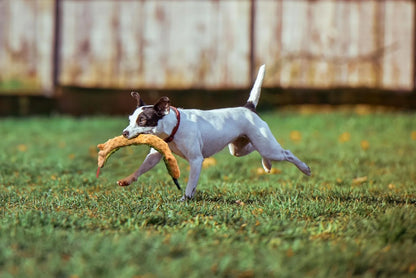 Skinneeez Extreme 24 Inch Stuffing-Free Durable Snake Dog Toy with Three Jumbo Squeakers